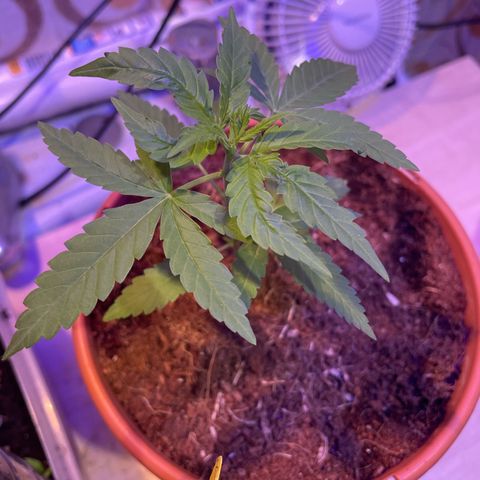 GOYITA growlog timeline photo
