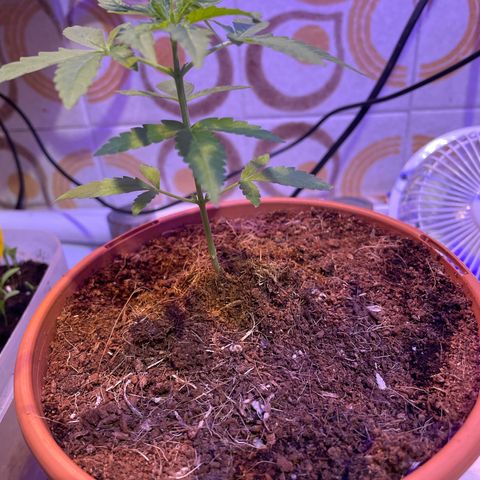 GOYITA growlog timeline photo