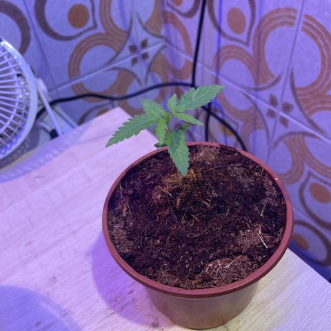 GARITULA growlog timeline photo