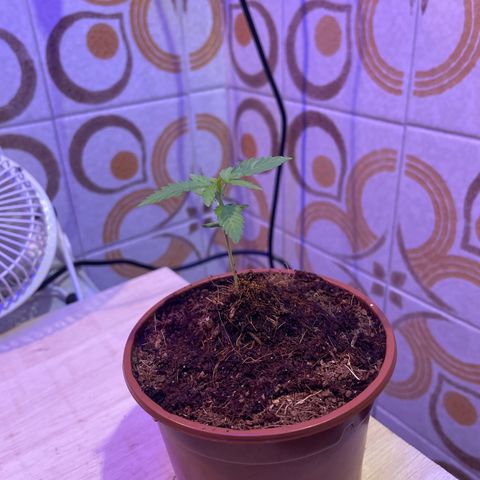 GARITULA growlog timeline photo