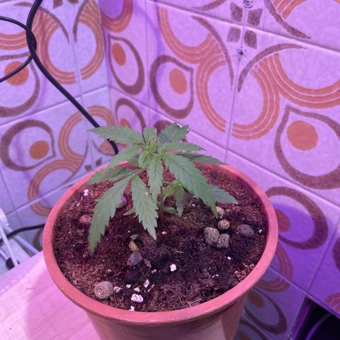 GARITULA growlog timeline photo