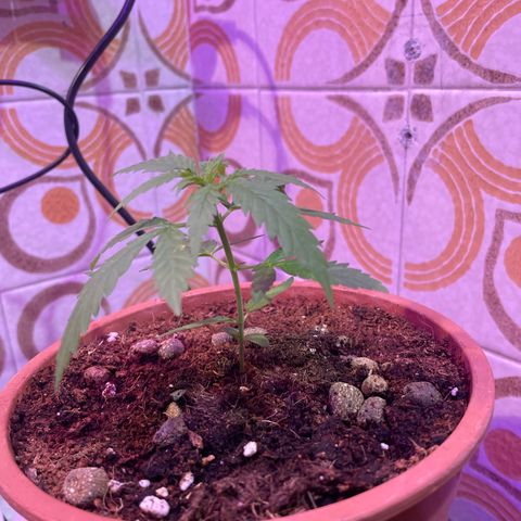 GARITULA growlog timeline photo