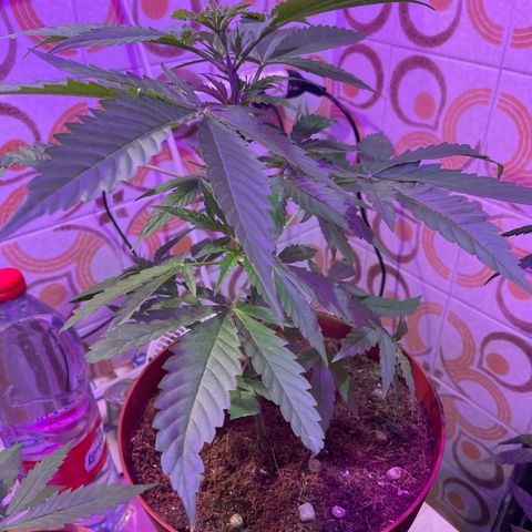 GOYITA growlog timeline photo