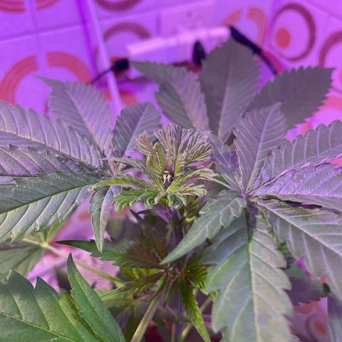 GOYITA growlog timeline photo
