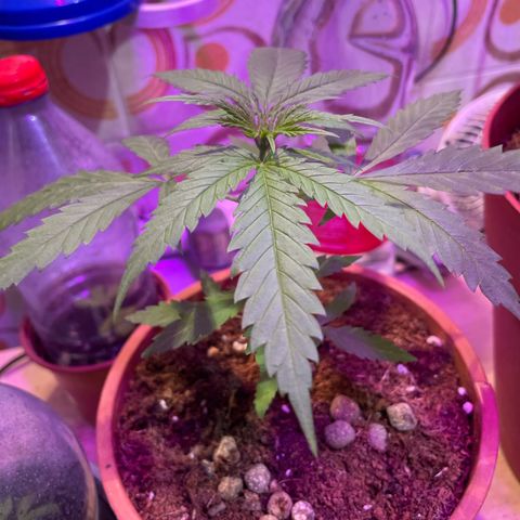 GARITULA growlog timeline photo