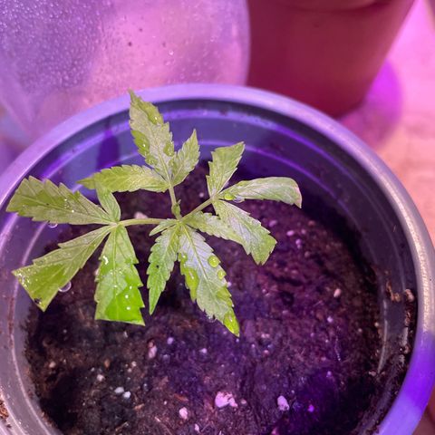 Esquejita 1, 2 y 3 growlog timeline photo