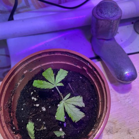 Esquejita 1, 2 y 3 growlog timeline photo