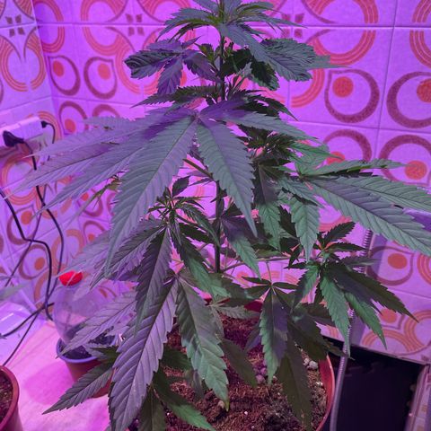 GOYITA growlog timeline photo