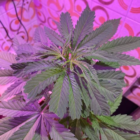 GOYITA growlog timeline photo