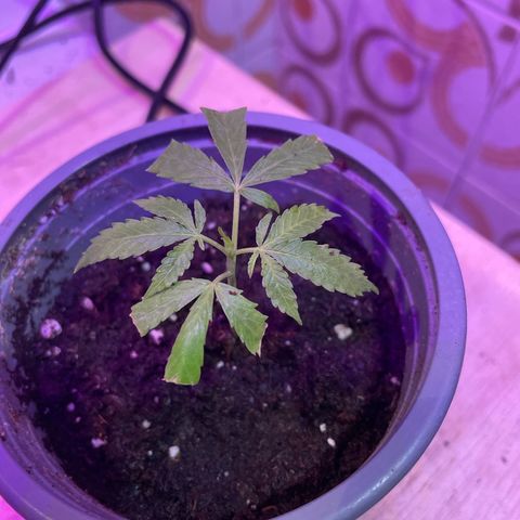 Esquejita 1, 2 y 3 growlog timeline photo