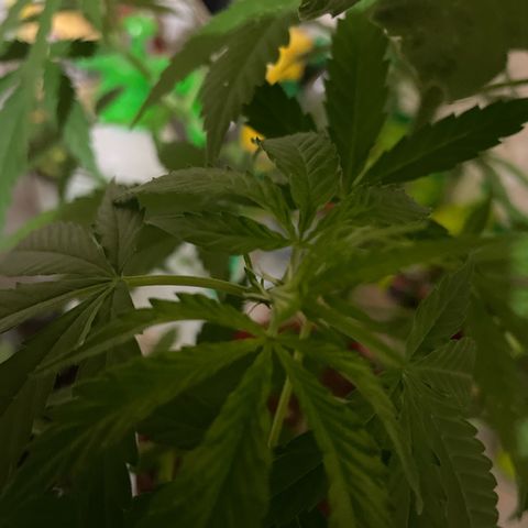 GOYITA growlog timeline photo