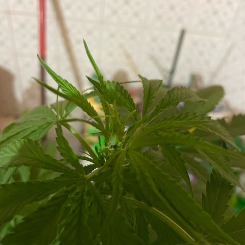 GOYITA growlog timeline photo