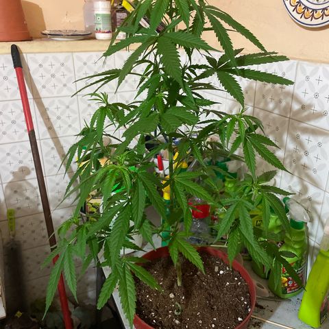GOYITA growlog timeline photo