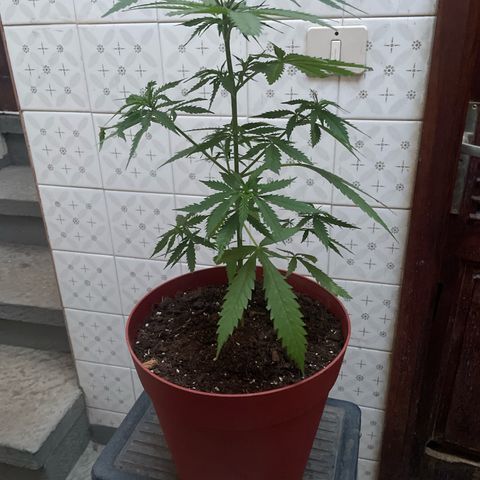GARITULA growlog timeline photo