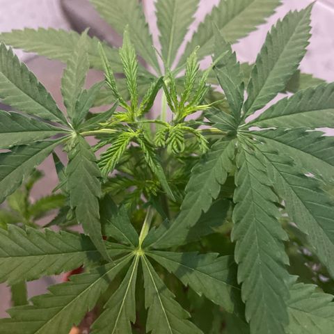 GARITULA growlog timeline photo