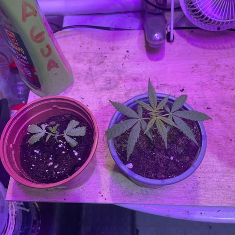 Esquejita 1, 2 y 3 growlog timeline photo
