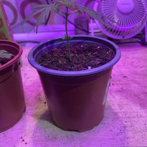 Esquejita 1, 2 y 3 growlog timeline photo