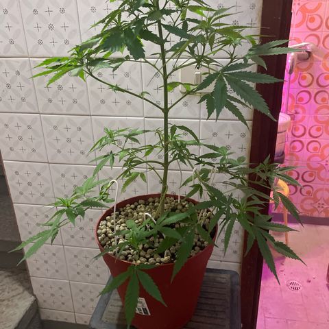 GOYITA growlog timeline photo