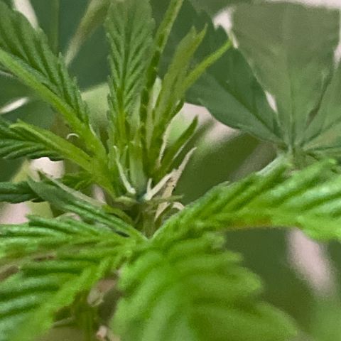 GOYITA growlog timeline photo