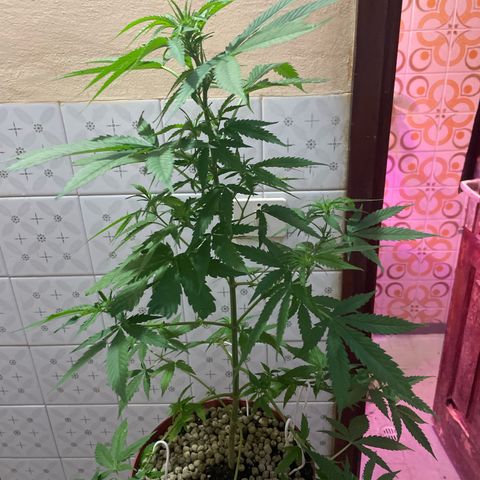 GOYITA growlog timeline photo