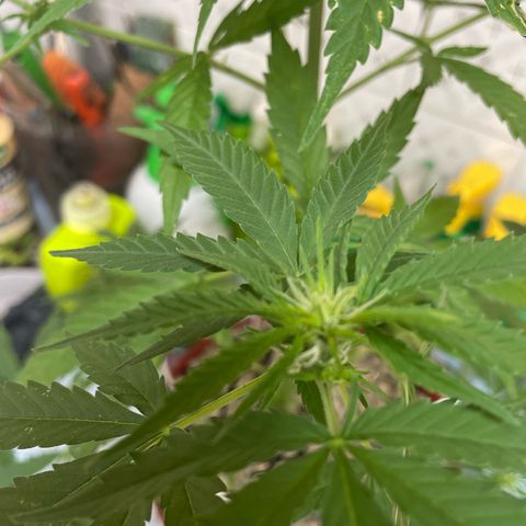 GOYITA growlog timeline photo