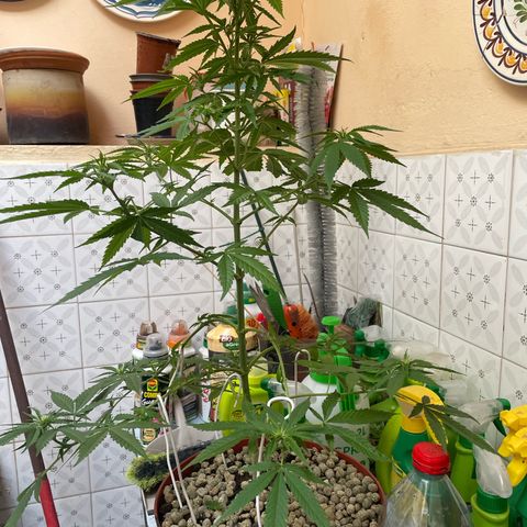 GOYITA growlog timeline photo