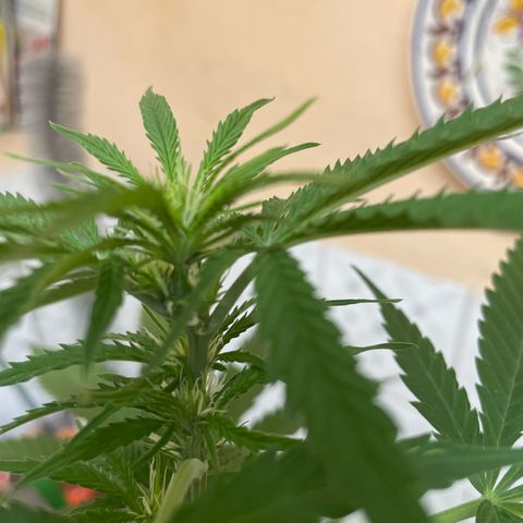 GOYITA growlog timeline photo