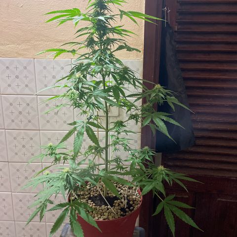 GOYITA growlog timeline photo