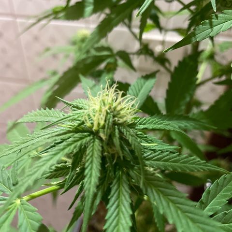GOYITA growlog timeline photo