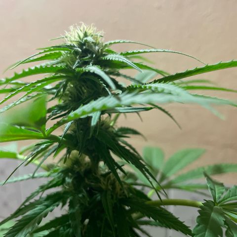 GOYITA growlog timeline photo