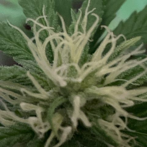GOYITA growlog timeline photo