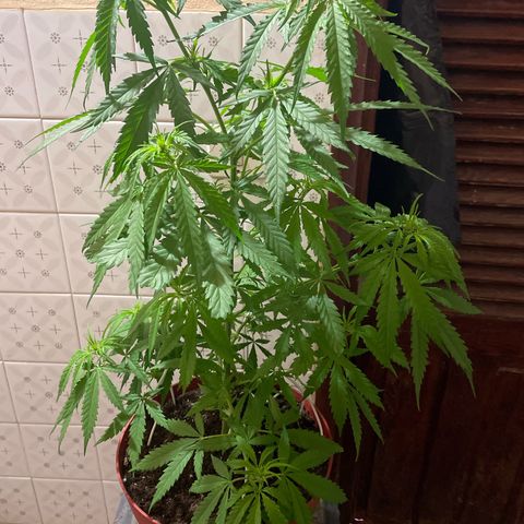 GARITULA growlog timeline photo