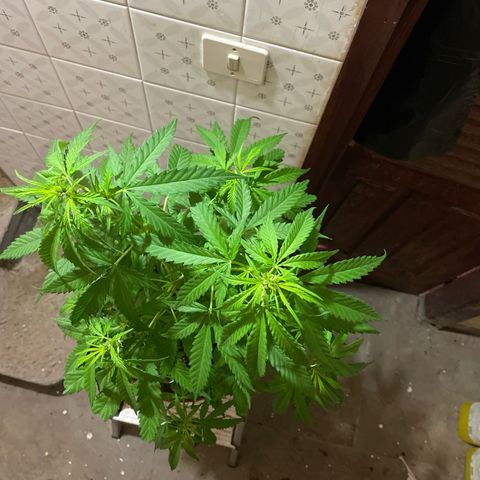 GARITULA growlog timeline photo