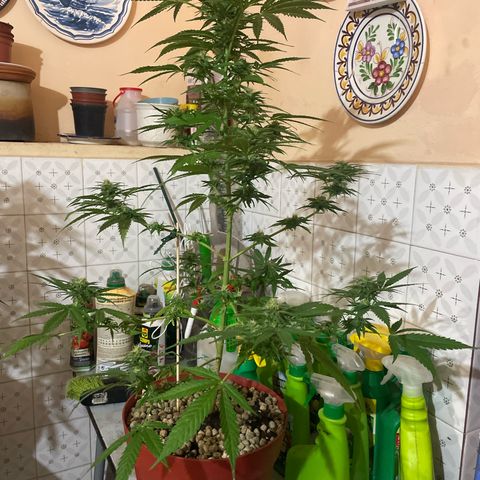 GOYITA growlog timeline photo