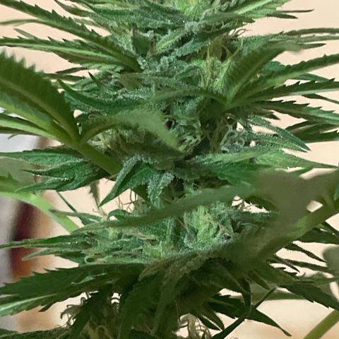 GOYITA growlog timeline photo
