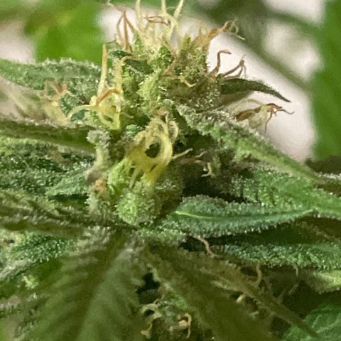 GOYITA growlog timeline photo