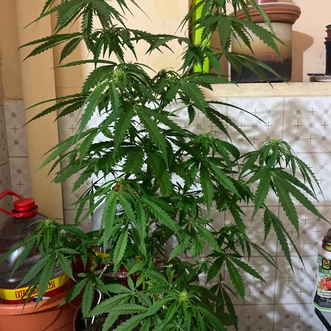 GARITULA growlog timeline photo