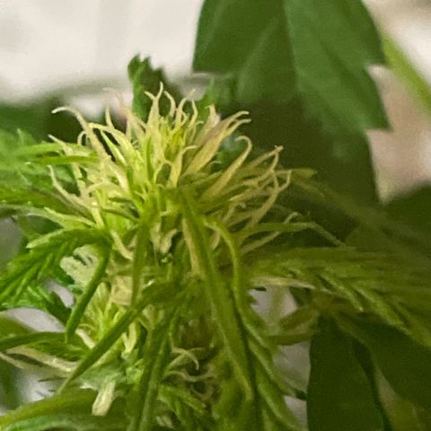 GARITULA growlog timeline photo
