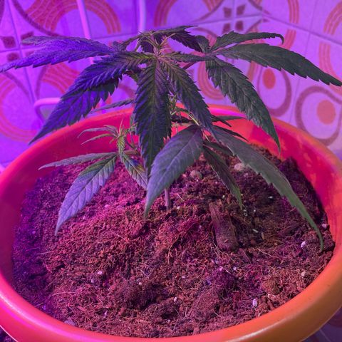 Esquejita 1, 2 y 3 growlog timeline photo
