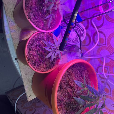Esquejita 1, 2 y 3 growlog timeline photo