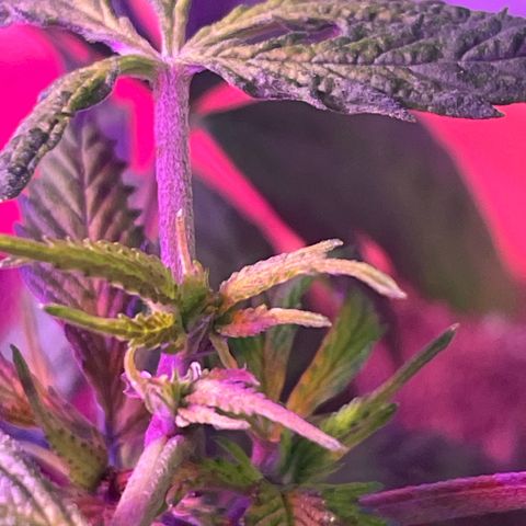 Esquejita 1, 2 y 3 growlog timeline photo