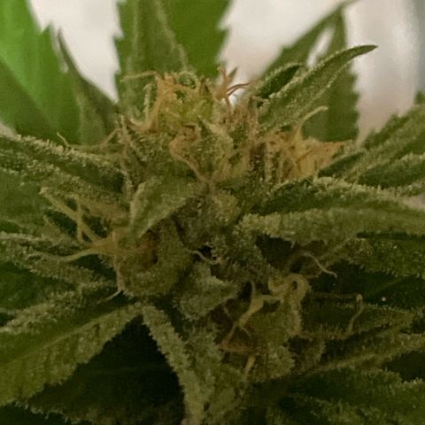 GOYITA growlog timeline photo