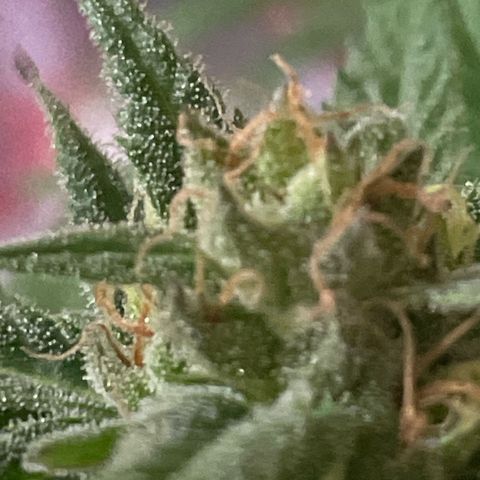 GOYITA growlog timeline photo