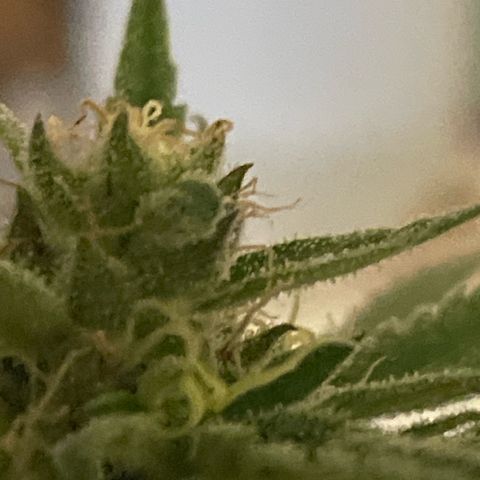 GOYITA growlog timeline photo