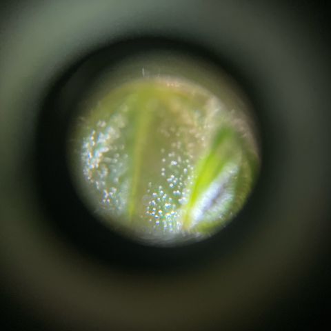 GOYITA growlog timeline photo