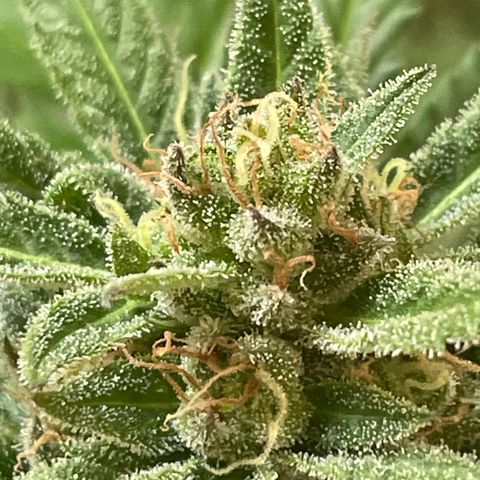 GOYITA growlog timeline photo