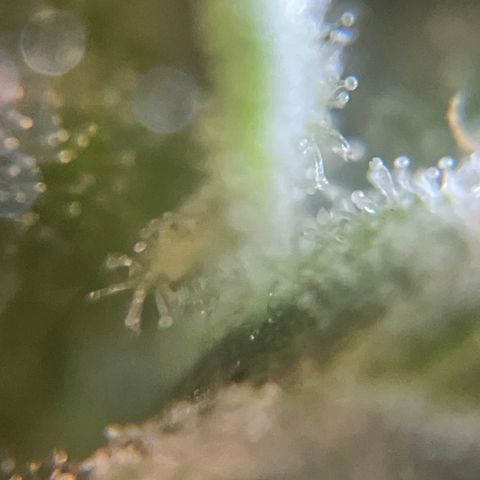 GOYITA growlog timeline photo