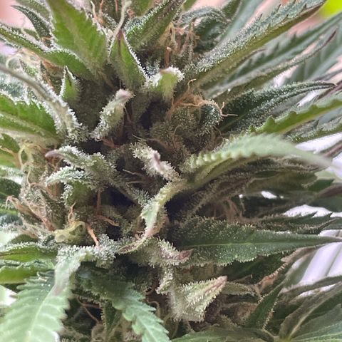 GOYITA growlog timeline photo
