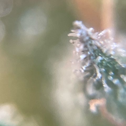 GOYITA growlog timeline photo