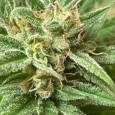 GOYITA growlog timeline photo